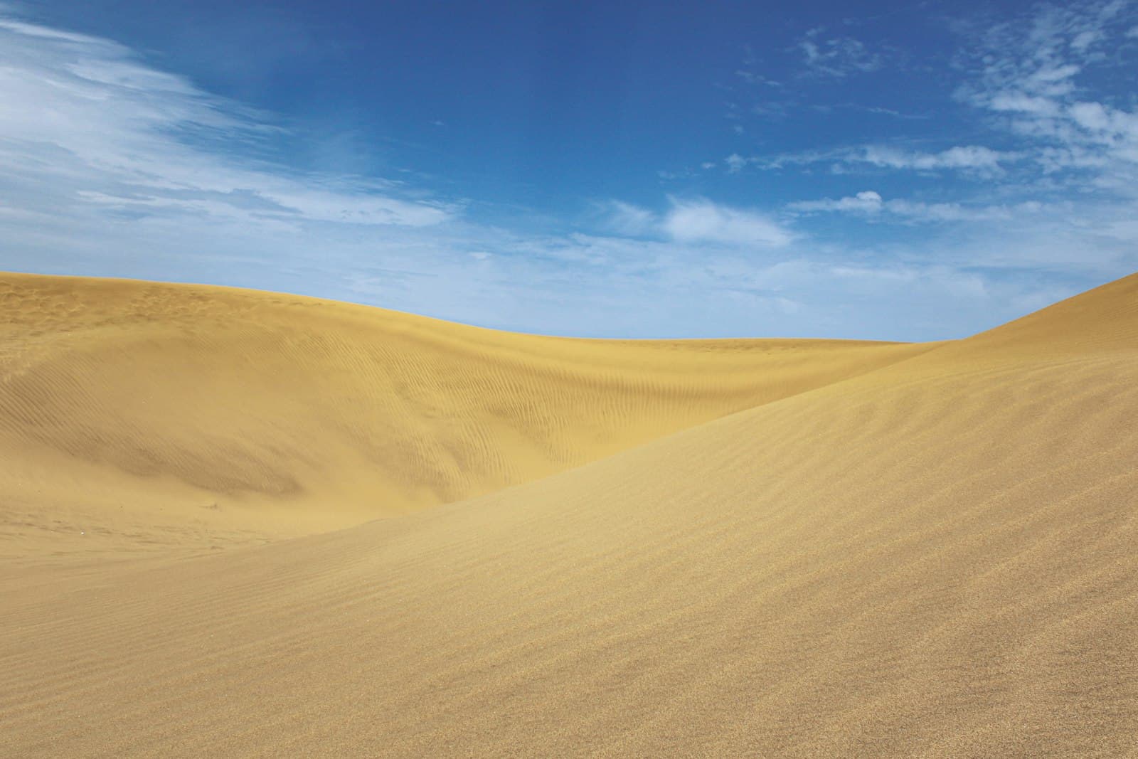 A lone tree standing in an open expanse of pale sand.